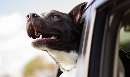 animal en voiture