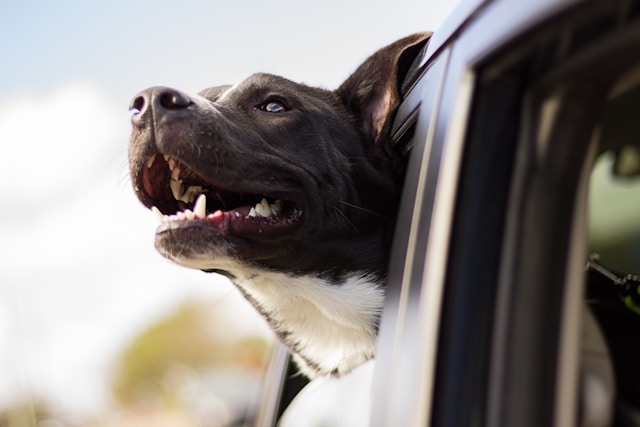 Comment préparer votre animal à un voyage en voiture : conseils pratiques