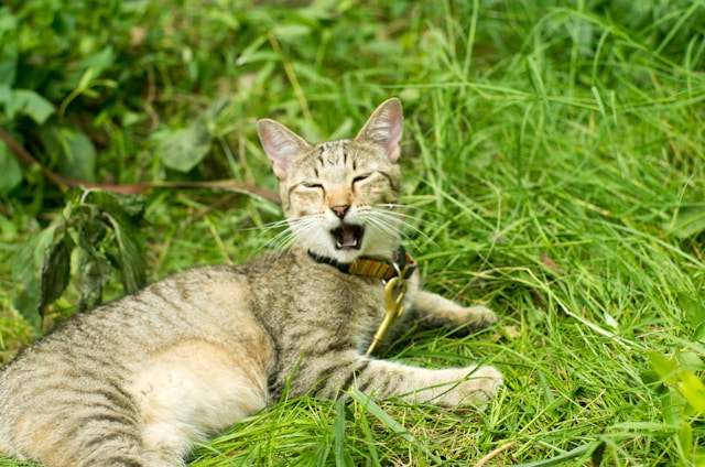 Comment choisir le bon collier pour votre chat : guide pratique