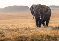 photographier les animaux sauvages