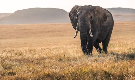 photographier les animaux sauvages