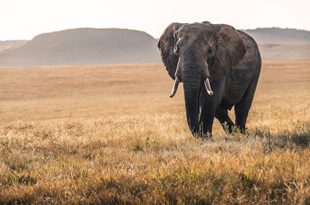 Les meilleures techniques pour photographier les animaux sauvages