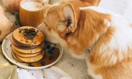 Nutrition canine