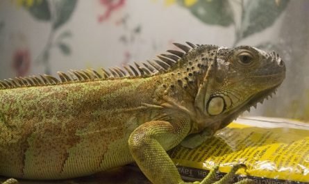 terrarium pour iguane