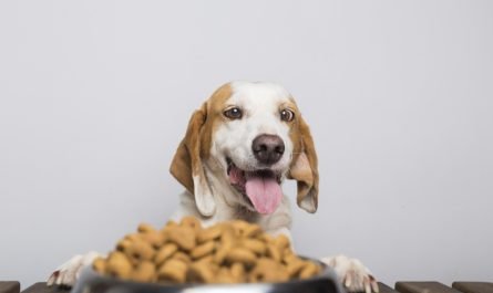 Croquettes sans céréales pour chien