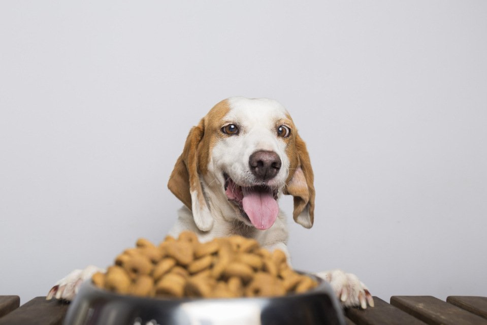 Croquettes sans céréales pour chien