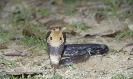 animal venimeux en Thaïlande
