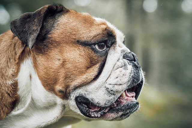 animal de compagnie