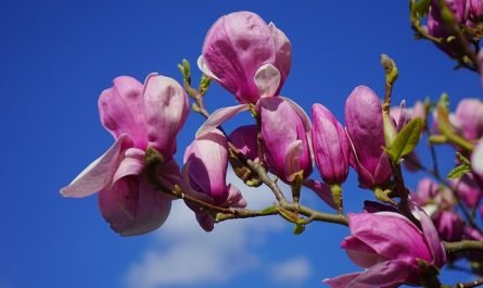 fleur'aison à Annemasse