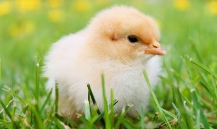 Immersion à la ferme animale