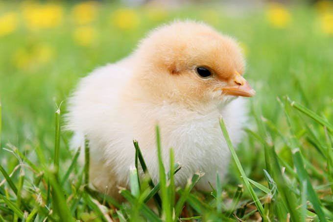 Immersion à la ferme animale : un monde de vie et de savoir