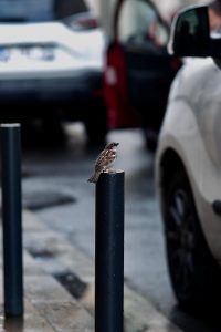 Un moineau est assis sur une borne au milieu de la circulation urbaine et des trottoirs mouillés.